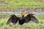 Anhinga africká rezavá