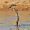 Anhinga americká