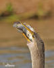 Anhinga americká