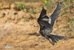 Anhinga americká