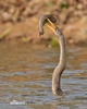 Anhinga americká