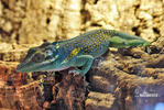 Anolis