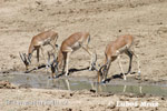 Antilopa Impala