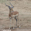 Antilopa impala