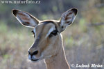 Antilopa Impala