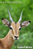 Antilopa impala