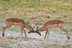 Antilopa Impala