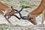 Antilopa Impala