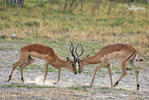Antilopa Impala