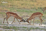 Antilopa impala