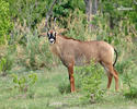 Antilopa koňská
