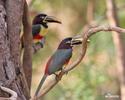 Arassari černokrký (Pteroglossus aracari)