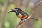 Arassari černokrký (Pteroglossus aracari)