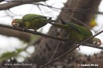 Aratinga oranžovočelý (Aratinga canicularis)