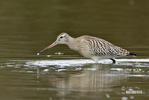 Břehouš rudý (Limosa lapponica)