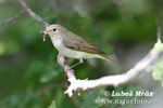 Budníček horský (Phylloscopus bonelli)