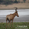 Buvolec stepní (Alcelaphus buselaphus)