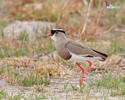 Čejka korunkatá (Venellus coronatus)