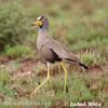 Čejka žlutonohá hnědá (Vanellus senegallus)