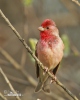 Červenák karmínový