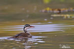 Chřástalec malý (Heliornis fulica)