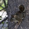 Čikarí červený (Tamiasciurus hudsonicus)