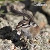 Čipmank umbrijský (Tamias umbrinus)