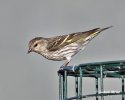 Čížek severoamerický (Carduelis pinus)