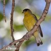 Čížek žlutý (Carduelis tristis)