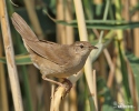 Cvrčilka slavíková (<em>Locustella luscinioides</em>)