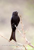 Drongo africký