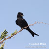 Drongo africký (Dicrurus adsimilis)