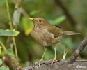 Drozd ekvádorský (Turdus maculirostris)