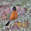 Drozd stěhovavý (Turdus migratorius)