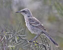 Drozdec sancristobalský (Mimus melanotis)