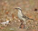 Drozdovec bělobrvý (Mimus saturninus)