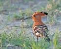 Dudek africký (Upupa africana)