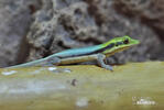 Felsuma klemmerova (Phelsuma klemmeri)