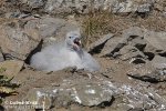 Fulmar ľadový