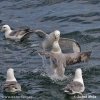 Fulmar ľadový