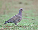 Holub pikazuro (Patagioenas picazuro)