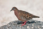 Hrdlička galapážská (Zenaida galapagoensis)