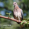 Hrdlička senegalská (Streptopelia senegalensis)