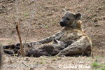 Hyena skvrnitá