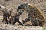 Hyena skvrnitá