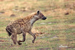 Hyena škvrnitá