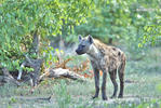 Hyena skvrnitá