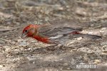 Hýl mexický (Carpodacus mexicanus)