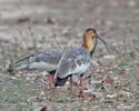 Ibis bělokřídlý