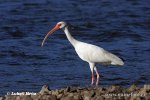 Ibis bílý (Eudocimus albus)